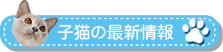子猫の最新情報